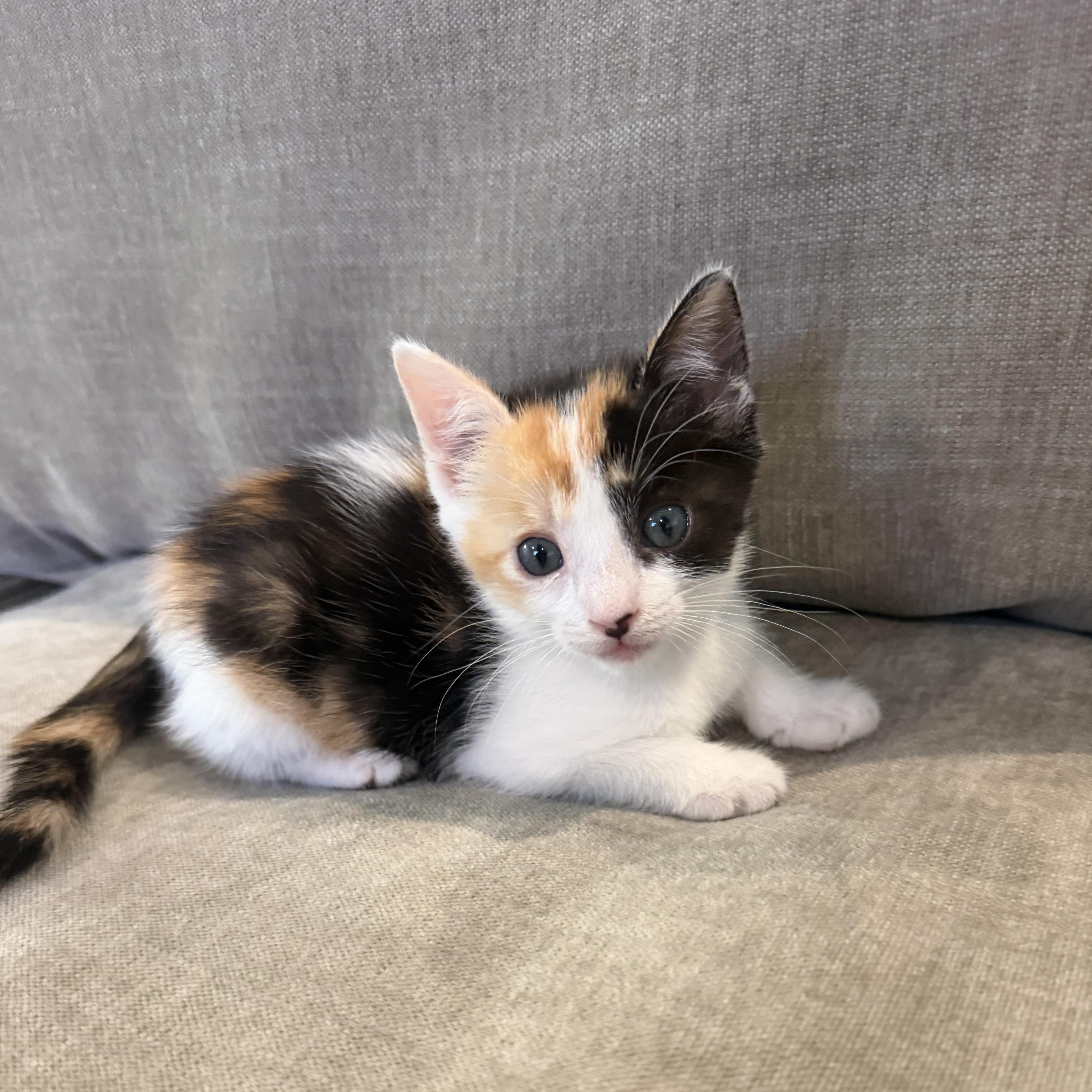 A baby small-sized female Calico cat named Momo for adoption in Elk Grove, CA