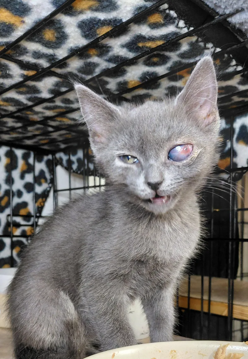 A young medium-sized female Gray / Blue / Silver Domestic Short Hair cat named Tortellini for adoption in Bethpage, NY