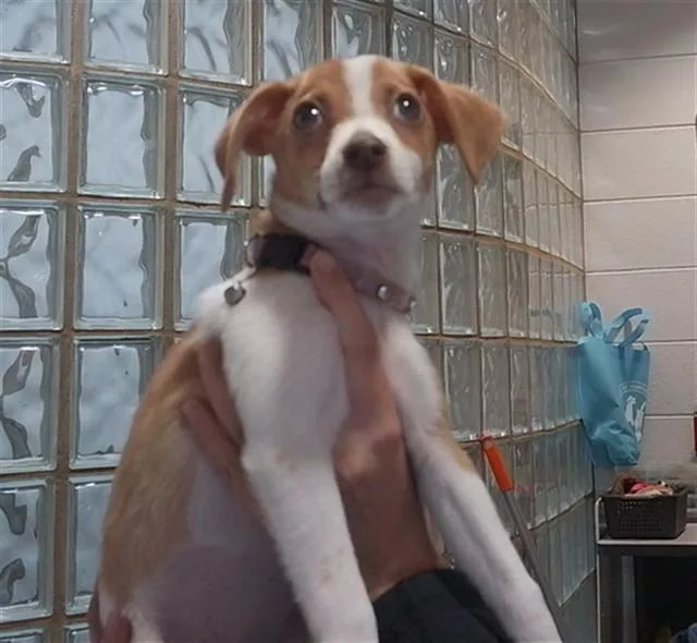 A baby medium-sized female Chihuahua dog named Cherrios for adoption in Huntsville, AL