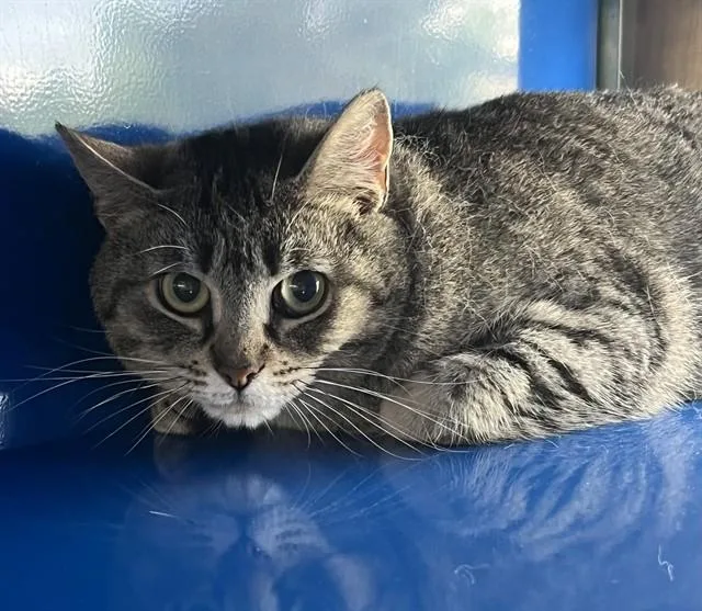 A young small-sized female Domestic Short Hair cat named Bella for adoption in Westminster, MD