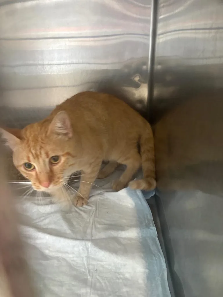 An adult small-sized male Domestic Short Hair cat named Burger for adoption in Brownwood, TX