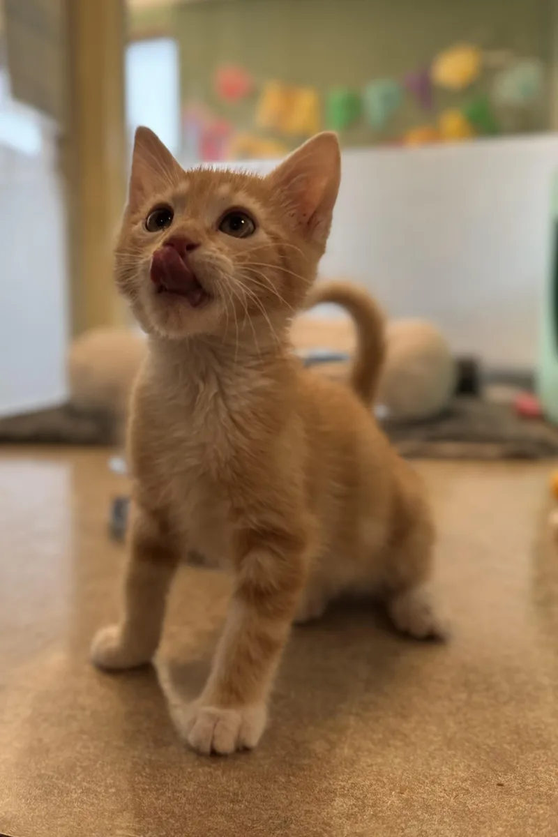 A young medium-sized male Tabby (Orange / Red) Domestic Short Hair cat named Moe for adoption in Eagle, CO