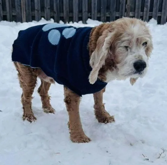 Chestnut thumbnail 2