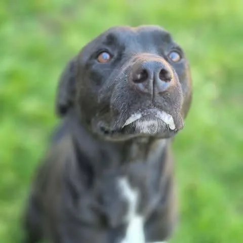 Dixie