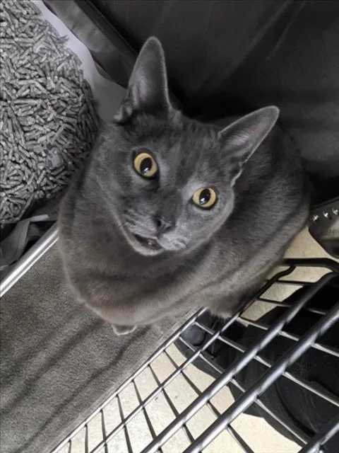 An adult medium-sized male Domestic Short Hair cat named Smokey for adoption in Derwood, MD