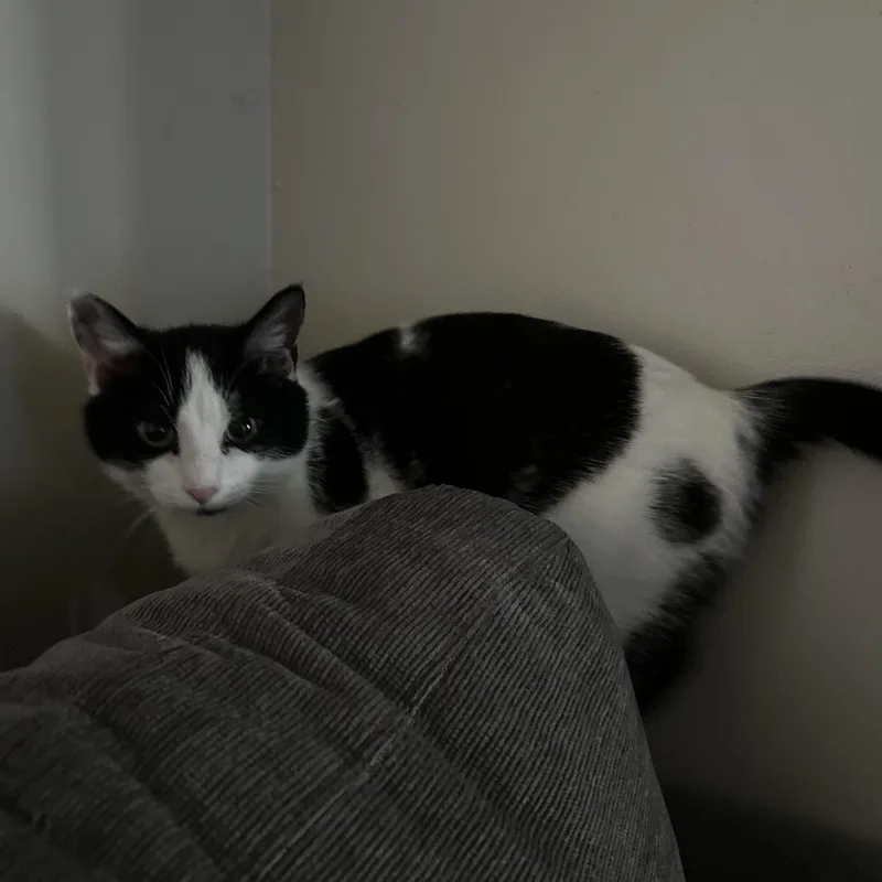 An adult medium-sized female Black & White / Tuxedo Domestic Short Hair cat named Clarabel for adoption in Richmond, VA