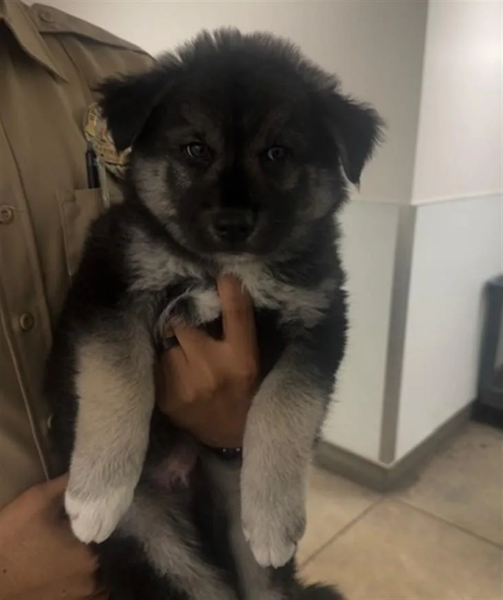 A baby small-sized male German Shepherd Dog dog named Guaton for adoption in Van Nuys, CA