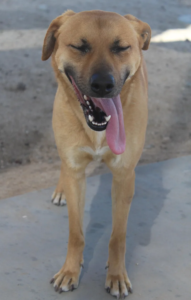 An adult medium-sized female Golden Hound dog named Daisy [solo Dog] for adoption in Yucca Valley, CA