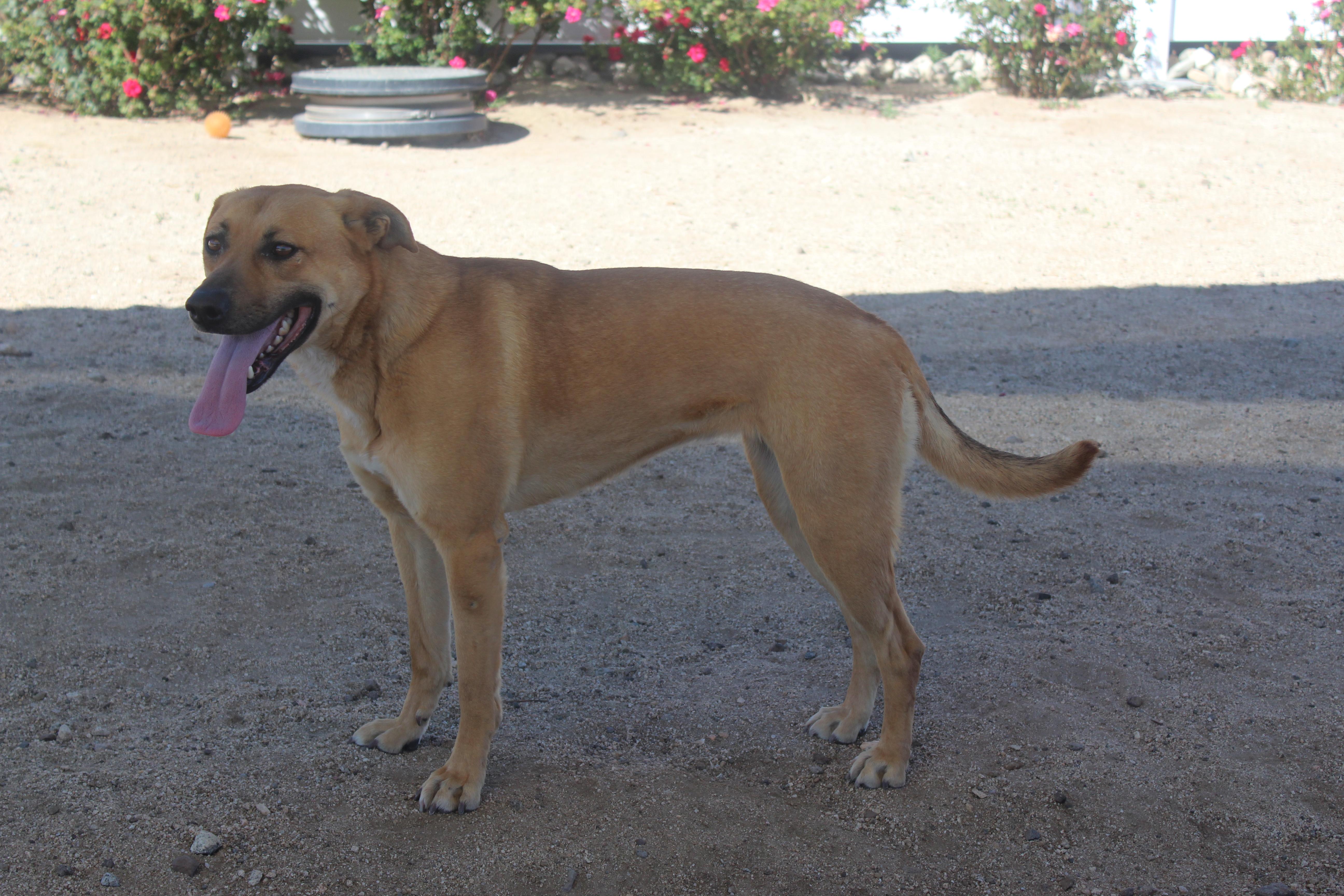 Daisy [solo Dog] thumbnail 2