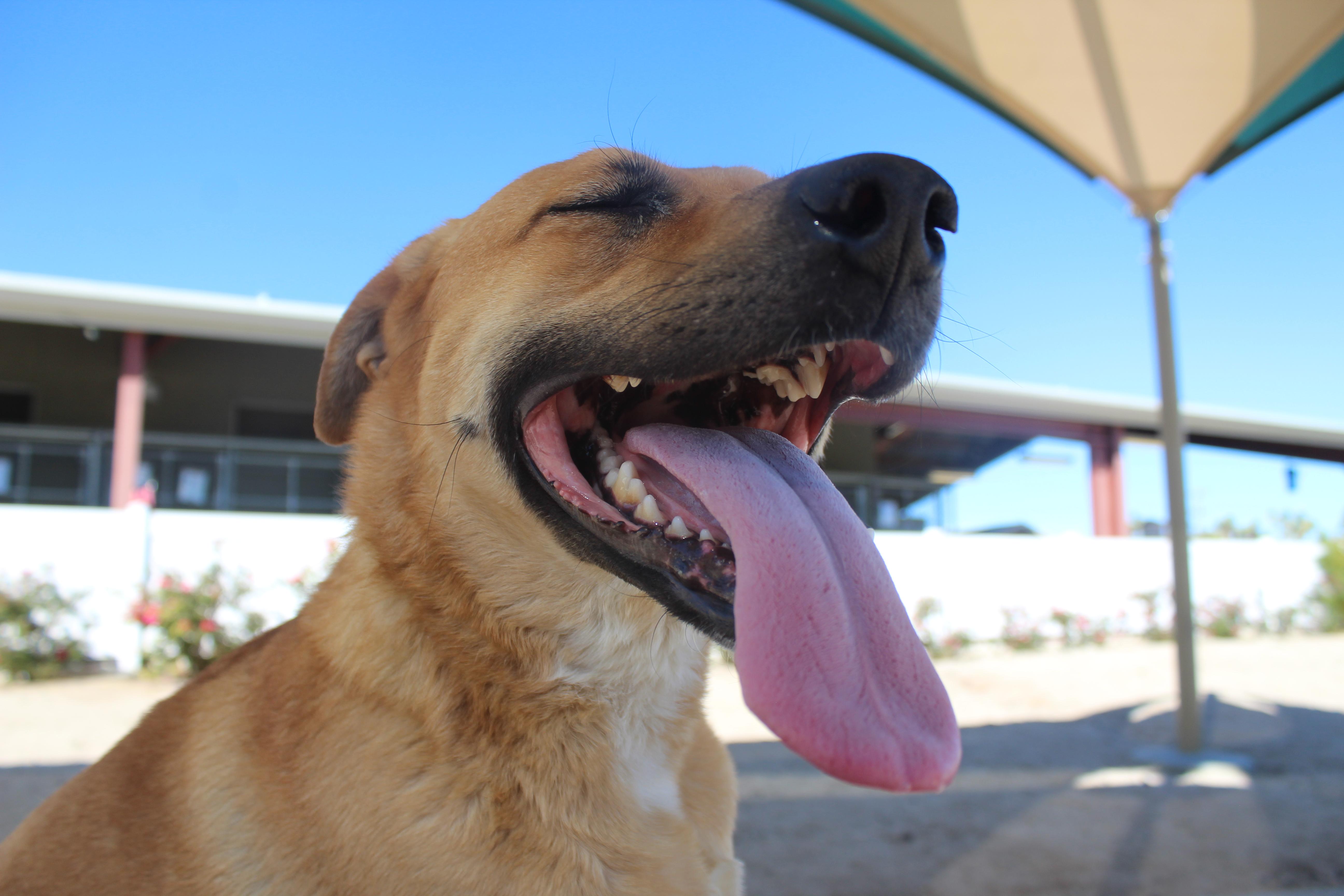 Daisy [solo Dog] thumbnail 3