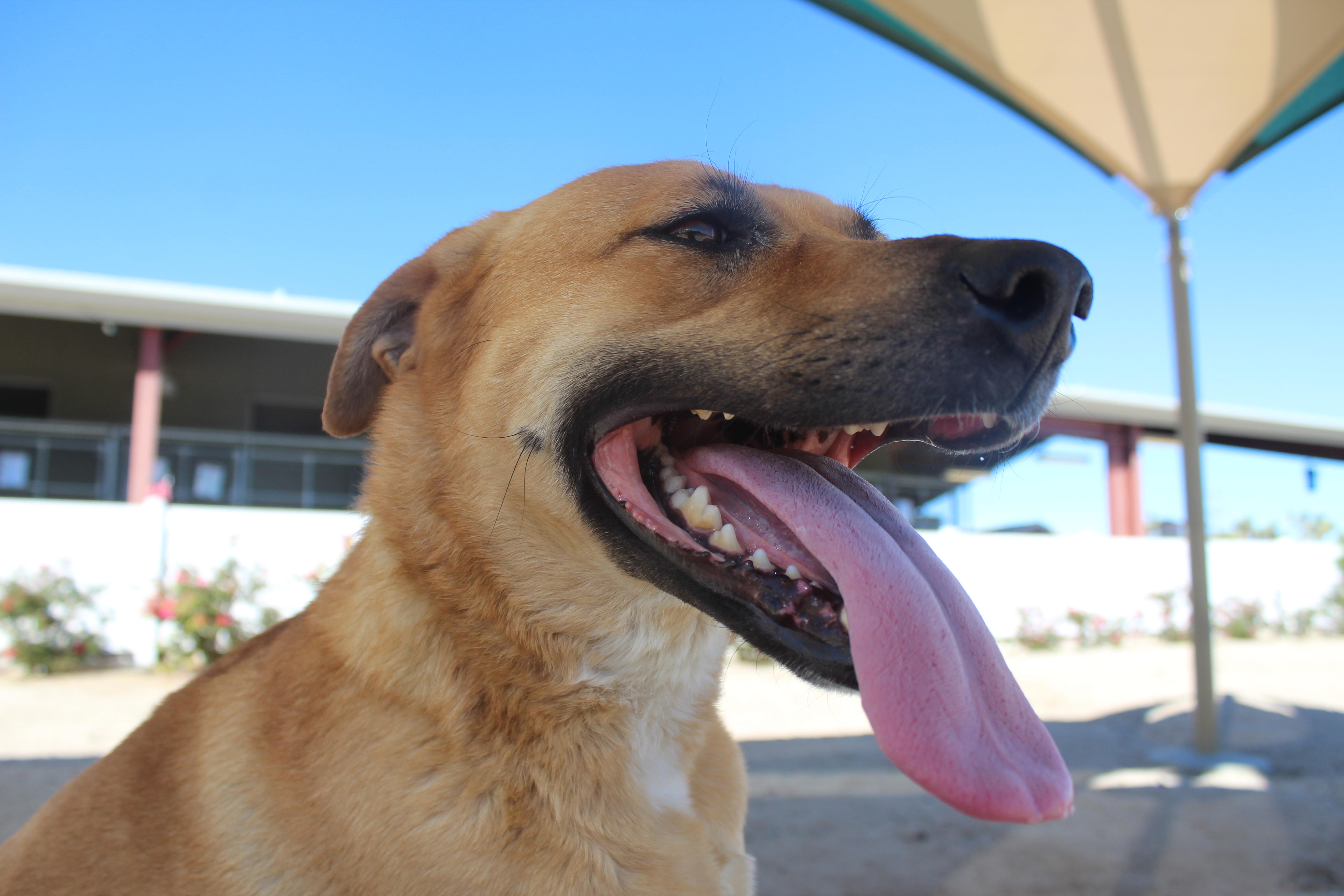 Daisy [solo Dog] thumbnail 4