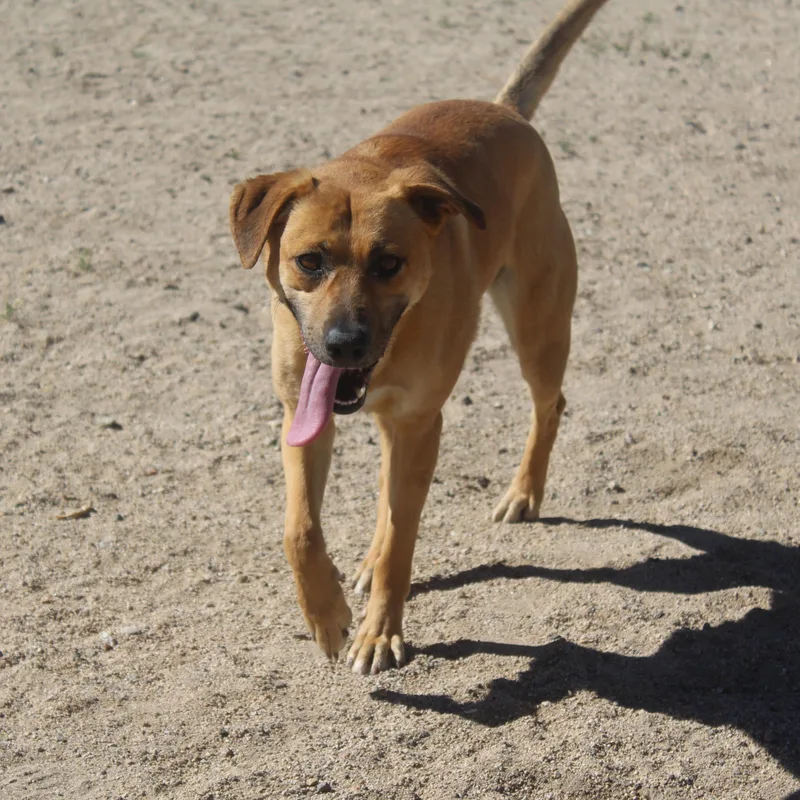 Daisy [solo Dog] thumbnail 5
