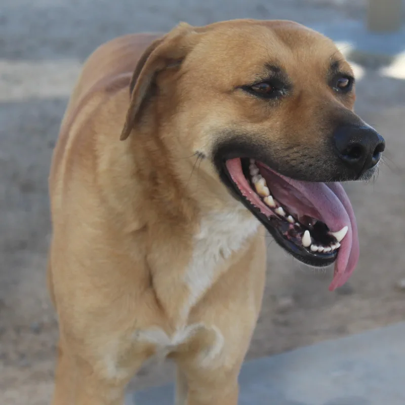 Daisy [solo Dog] thumbnail 6