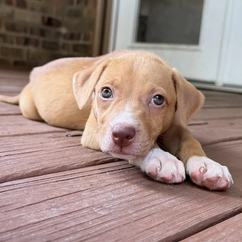 Nala