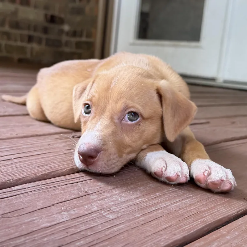 Nala thumbnail 3