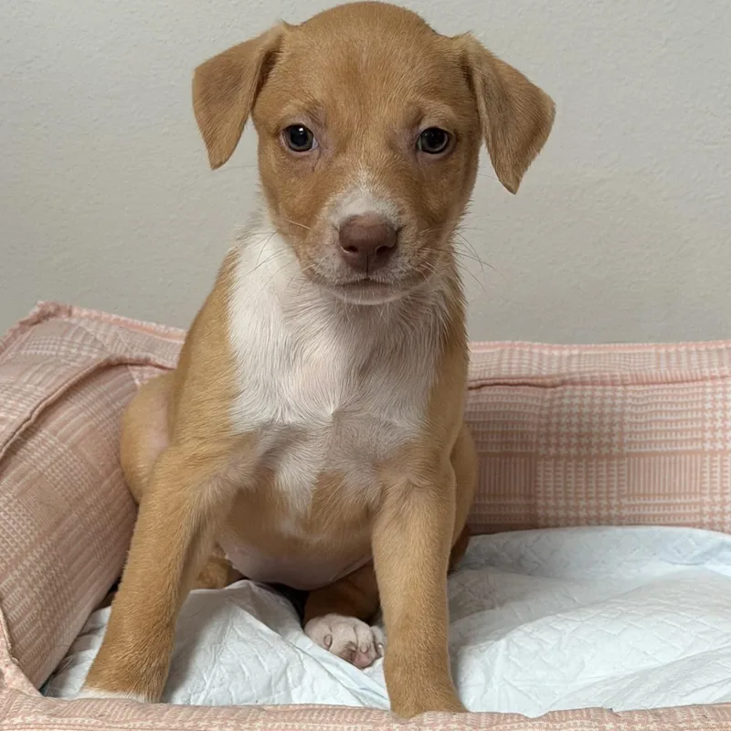 Nala thumbnail 4