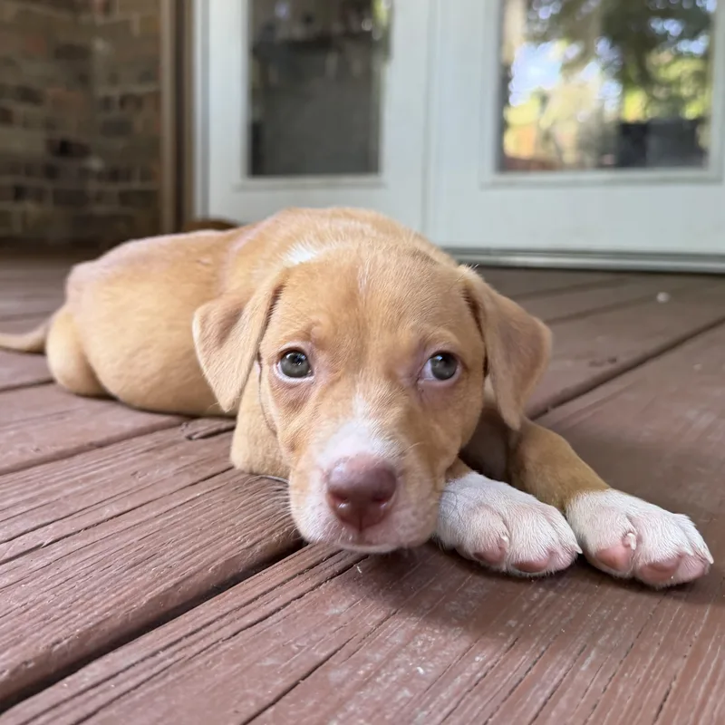 Nala thumbnail 6