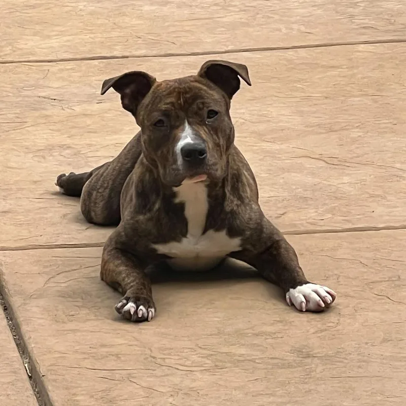 A young medium-sized female Brindle Pit Bull Terrier dog named April for adoption in Turlock, CA