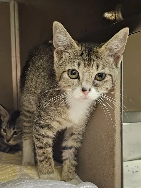 A baby medium-sized female Brown / Chocolate Domestic Short Hair cat named Burberry for adoption in Clyde, NC