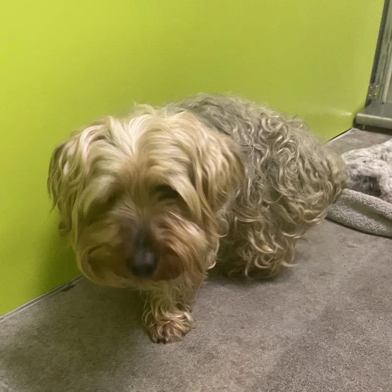 An adult small-sized male Yellow / Tan / Blond / Fawn Terrier dog named Frank for adoption in Spokane, WA