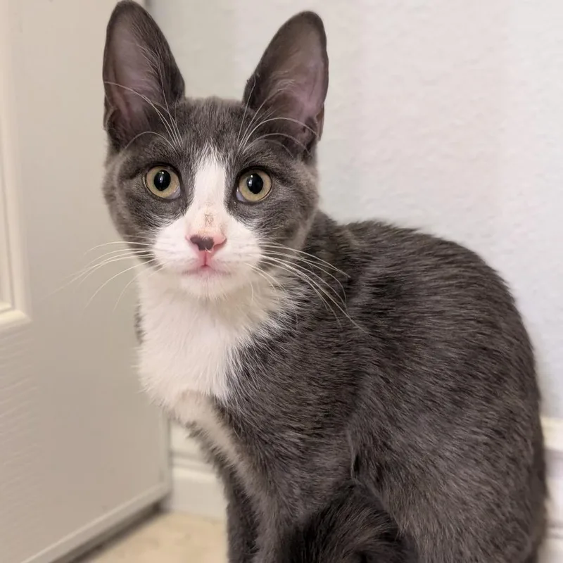 A baby medium-sized female Gray / Blue / Silver Domestic Short Hair cat named Willow for adoption in Henderson, NV