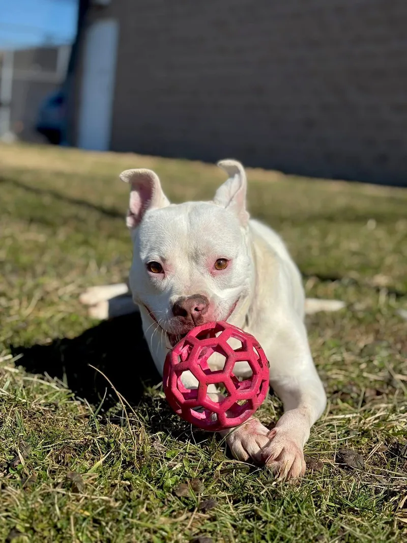 A young medium-sized male White / Cream American Bully dog named Iris for adoption in Zanesville, OH