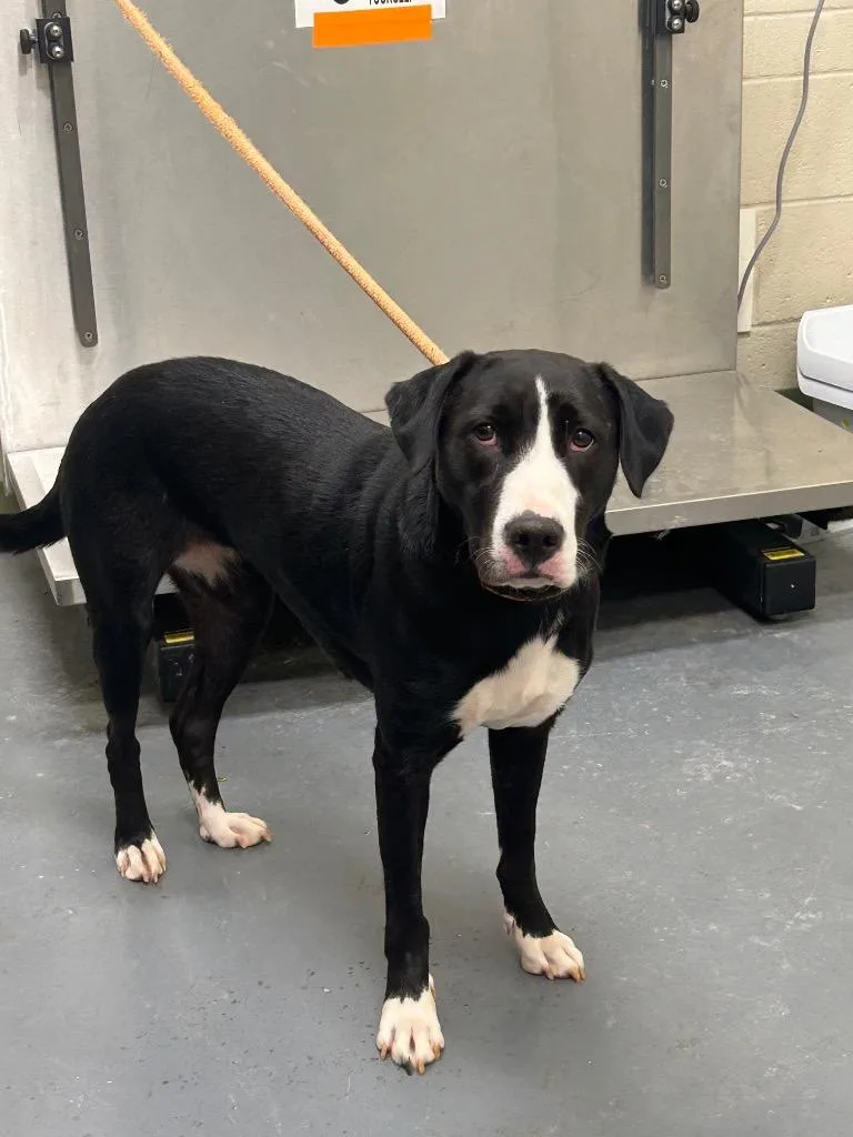 A young medium-sized female Labrador Retriever dog named 2026-08-061 for adoption in Winder, GA