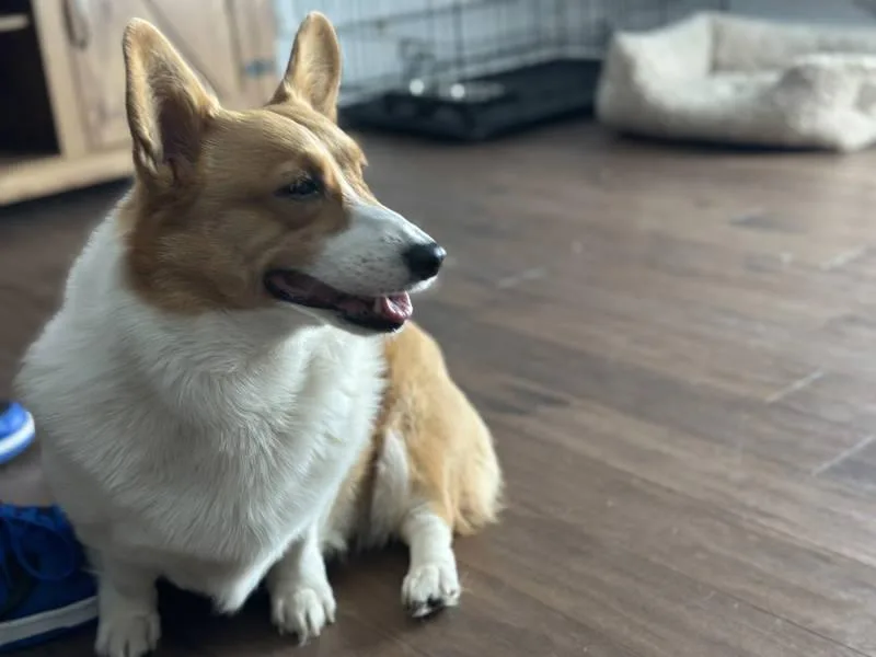 A young medium-sized female Apricot / Beige Corgi dog named Kiki for adoption in Philadelphia, PA