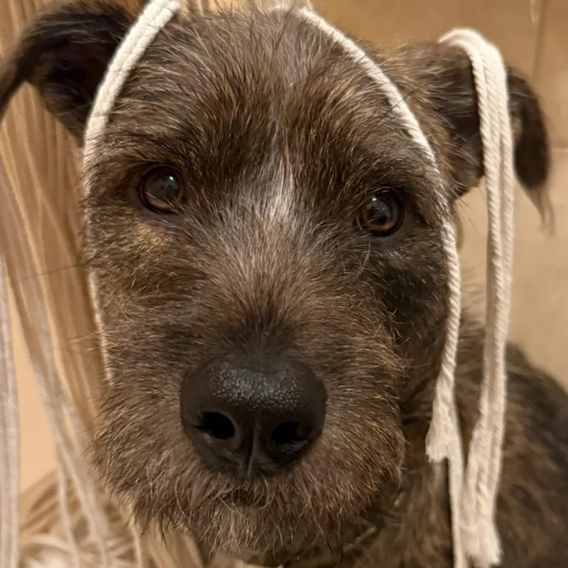 A baby medium-sized male Brindle Wirehaired Terrier dog named Finnegan for adoption in New York, NY