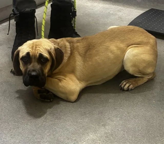 An adult large-sized female Cane Corso dog named Isla for adoption in Upper Marlboro, MD