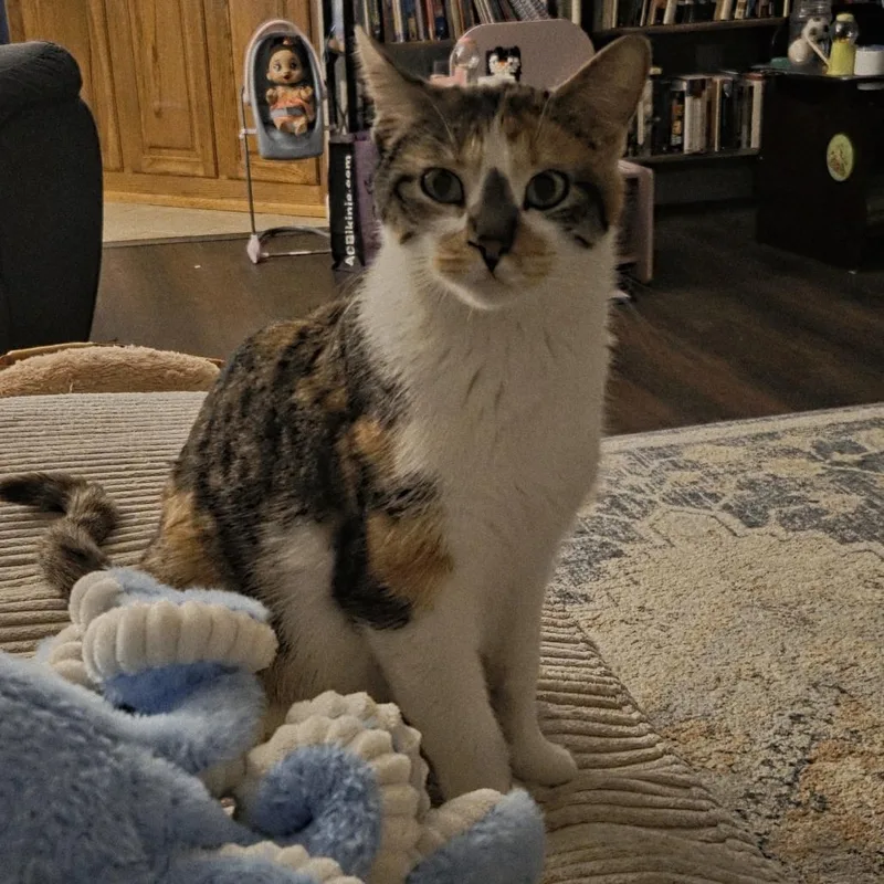 Almond Joy thumbnail 2