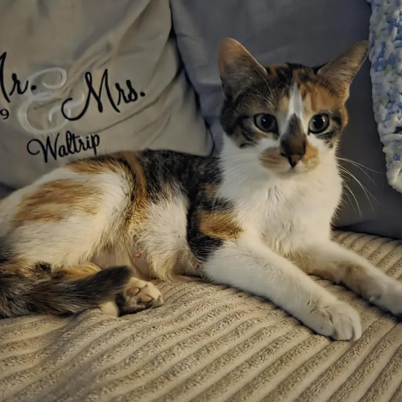 An adult medium-sized female Calico Domestic Short Hair cat named Almond Joy for adoption in Columbia, MO