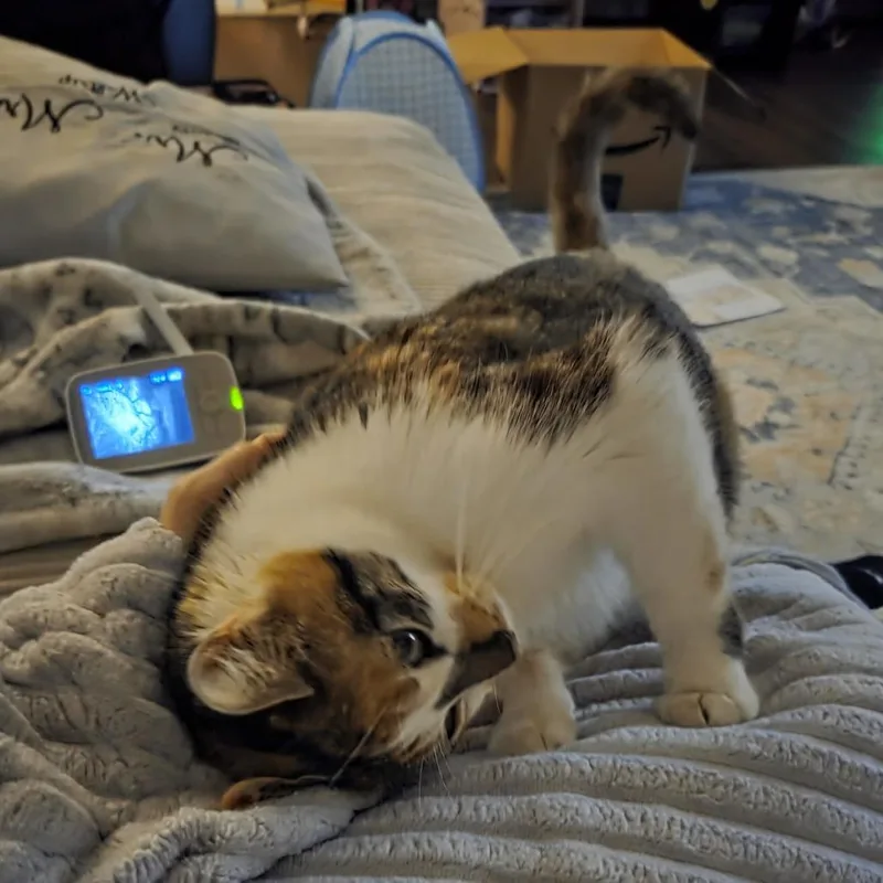 Almond Joy thumbnail 3