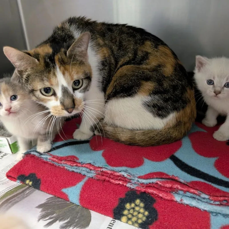 Almond Joy thumbnail 4