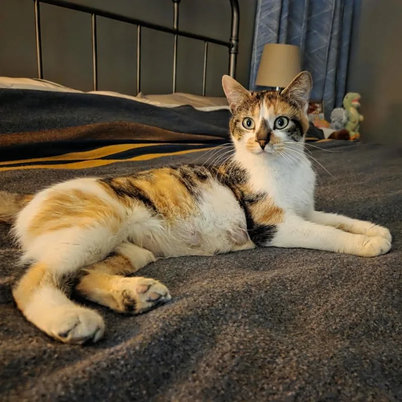 Almond Joy thumbnail 5