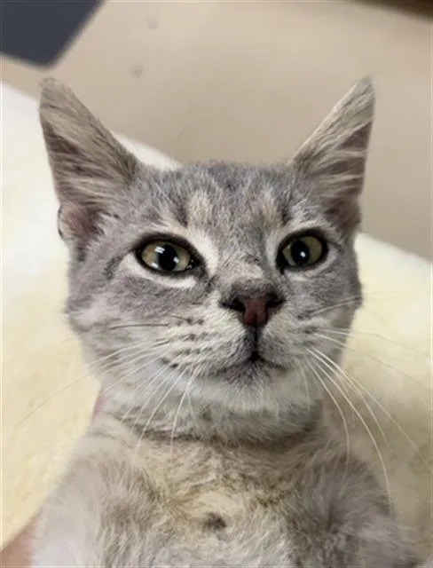 A baby small-sized male Domestic Short Hair cat named Draco Meowfoy for adoption in Aliquippa, PA