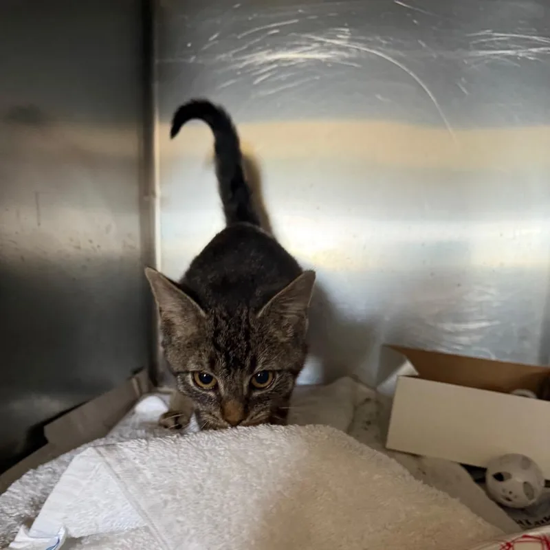 A baby small-sized female Black Domestic Short Hair cat named Salem for adoption in Quakertown, PA