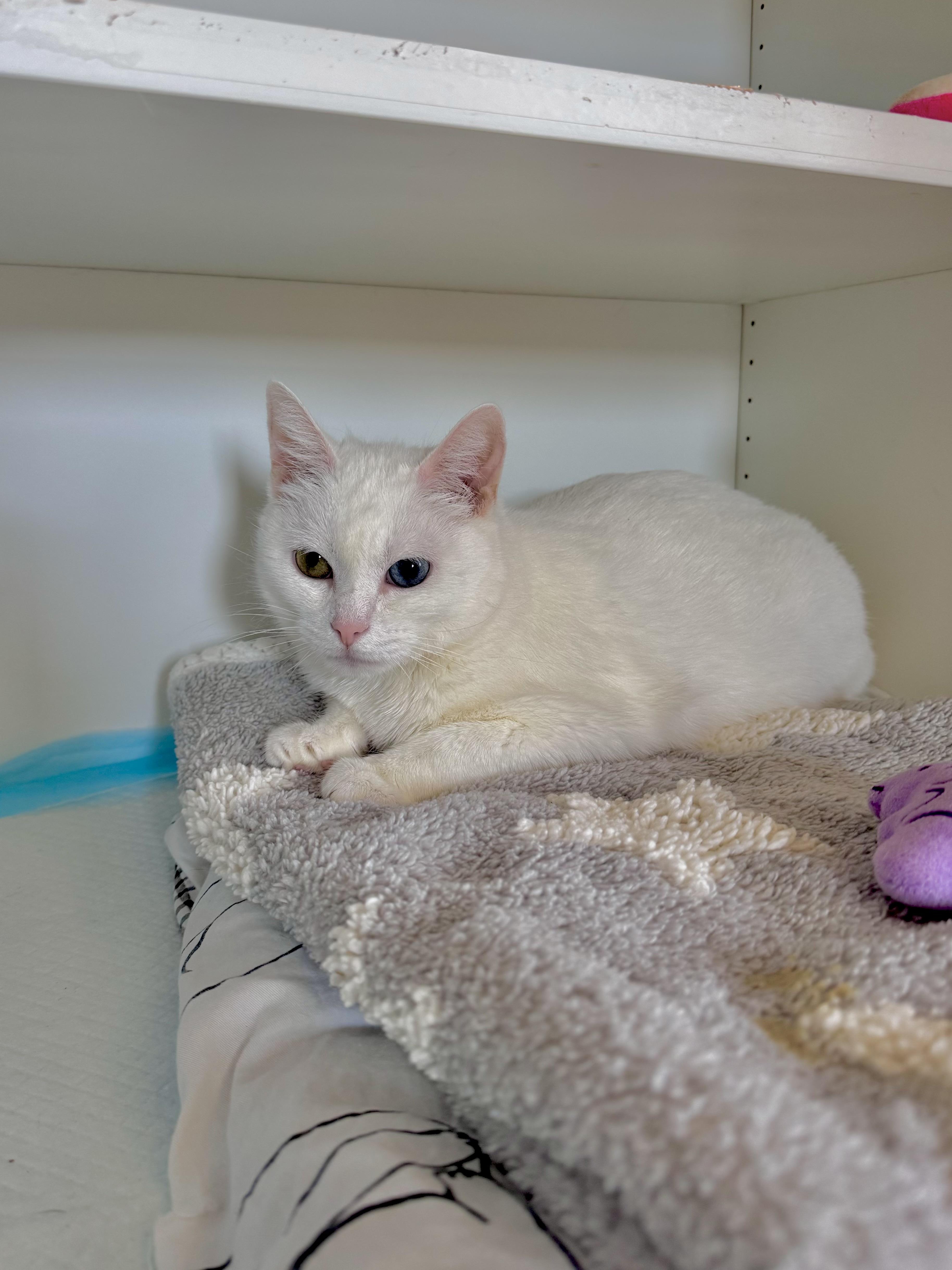 An adult medium-sized female White Domestic Short Hair cat named Eclair for adoption in Ramsey, NJ