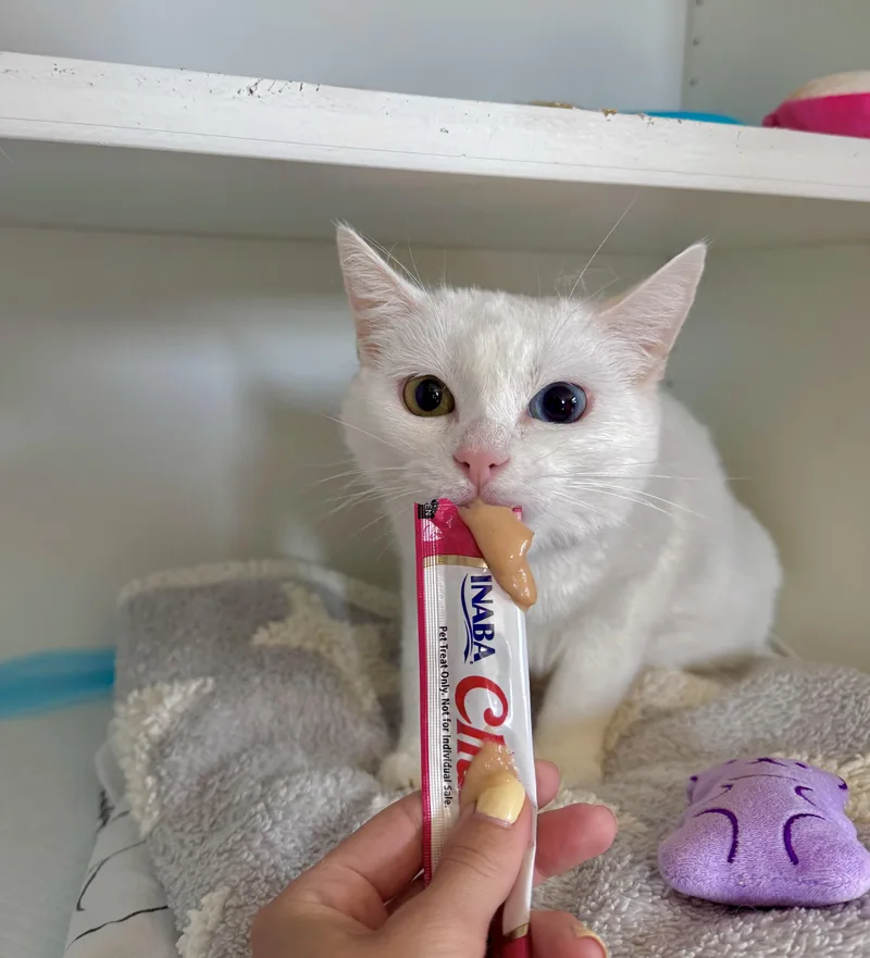 Eclair thumbnail 3