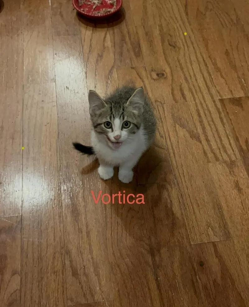 A baby small-sized female Domestic Short Hair cat named Vortica Ne for adoption in Peoria, IL