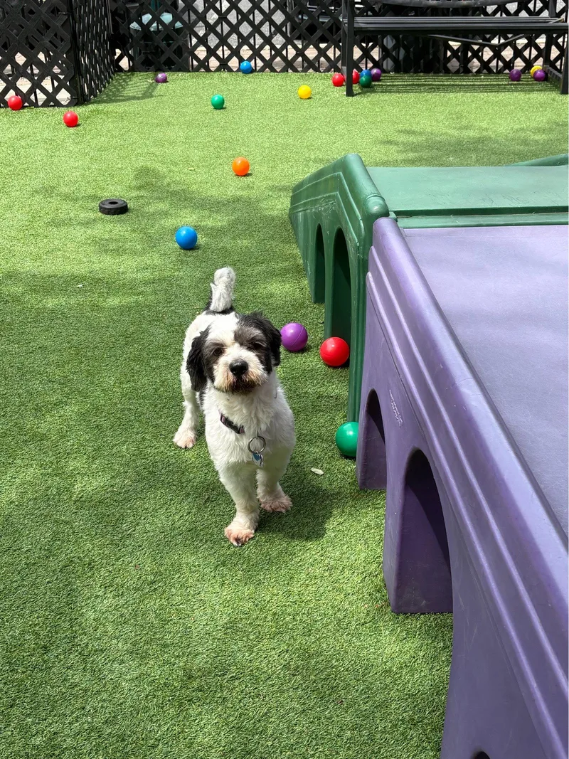 A young small-sized male Shih Tzu dog named Rocky Sweet Shih for adoption in Oakhurst, NJ