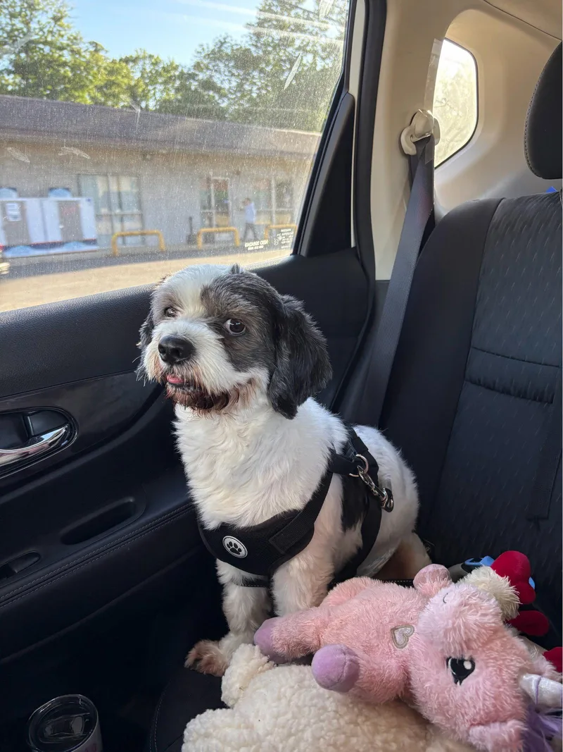 Rocky  Sweet Shih thumbnail 3