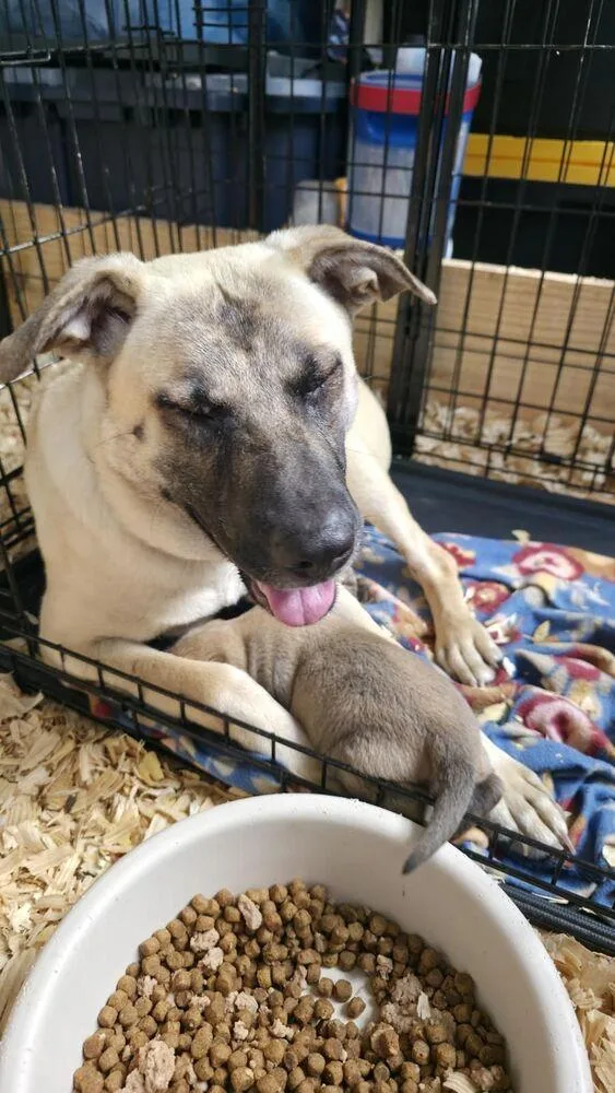 A young large-sized female Shepherd dog named Hope for adoption in Sumter, SC