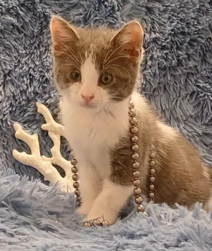 A baby small-sized female Domestic Short Hair cat named Pearl & Coral for adoption in HUNTINGTON BEACH, CA