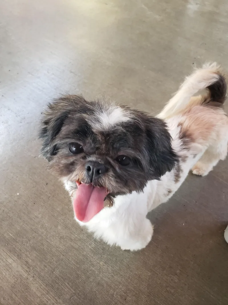 An adult small-sized female White / Cream Shih Tzu dog named Munchie for adoption in Gardena, CA