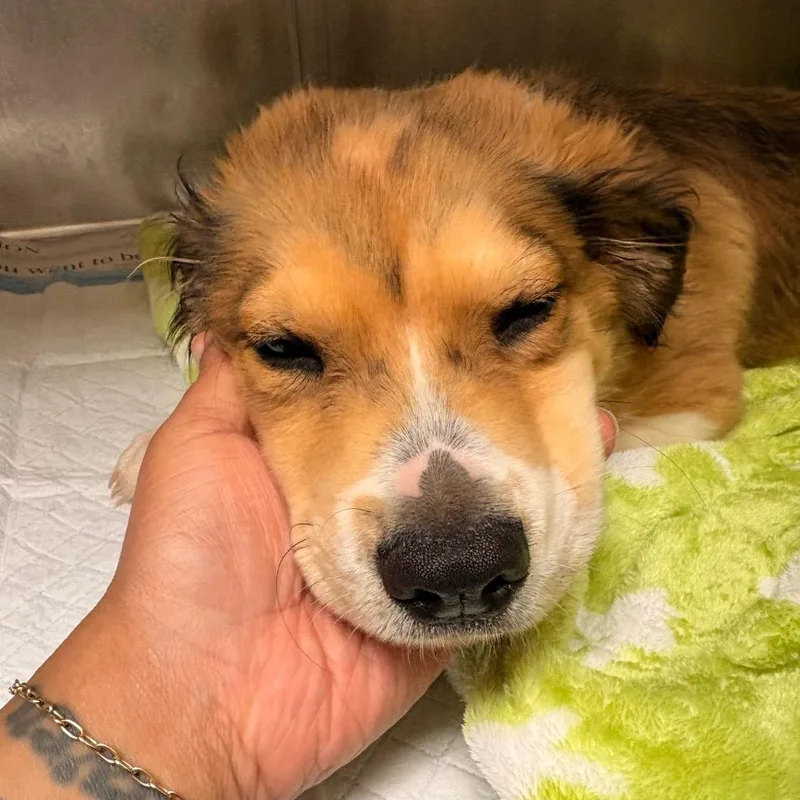 A baby medium-sized male Brown / Chocolate Mixed Breed dog named Jj for adoption in Winston Salem, NC