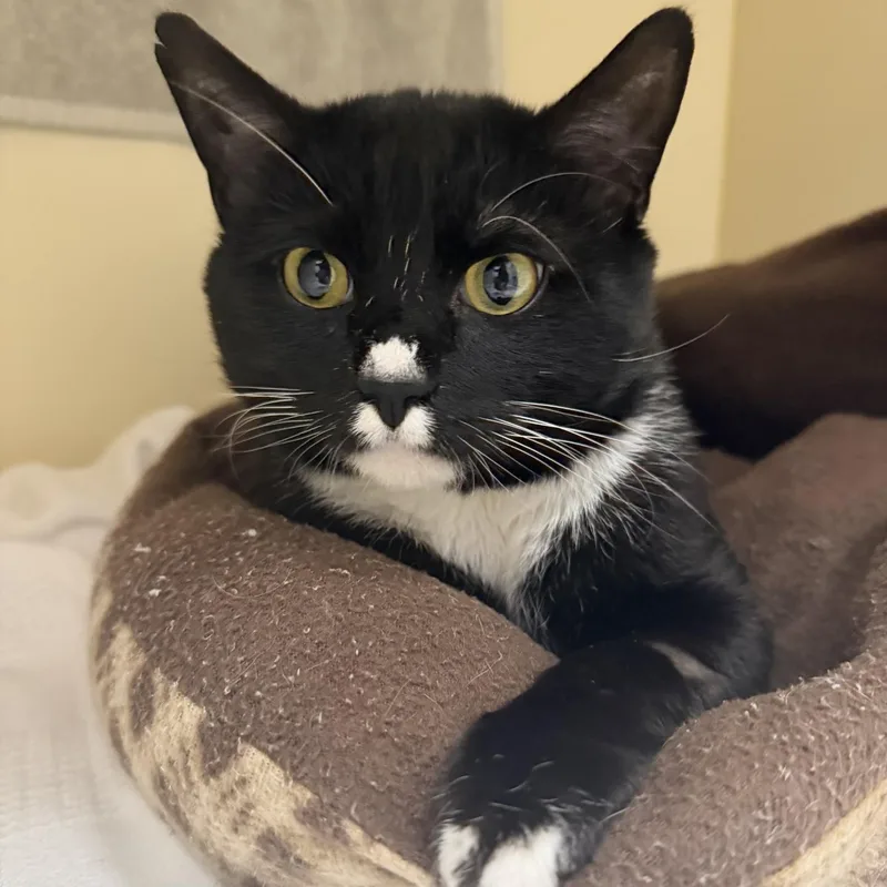 A young medium-sized male Black Domestic Short Hair cat named Tortuga for adoption in Cooperstown, NY