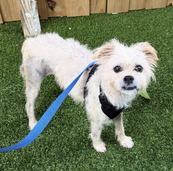 An adult small-sized male Terrier dog named Fred for adoption in Fort Lauderdale, FL