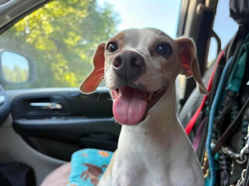 A young small-sized female Chihuahua dog named Tinkerbell for adoption in Shawnee, OK