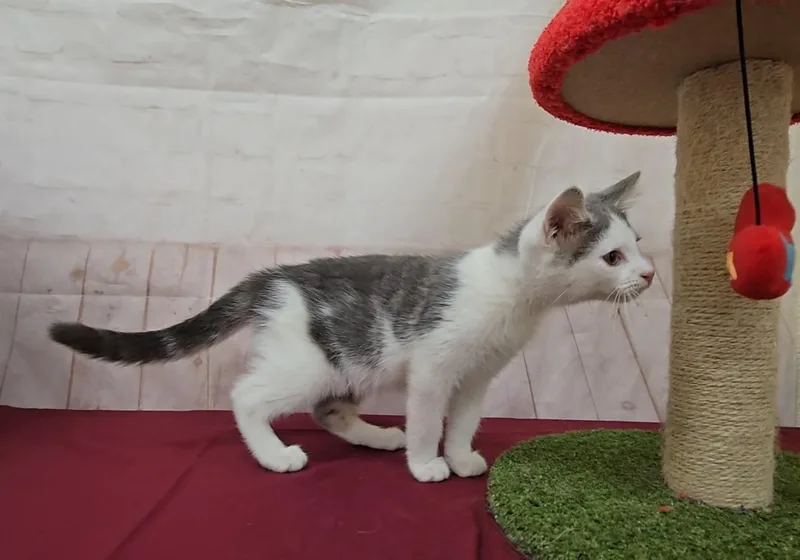A baby medium-sized male White Domestic Short Hair cat named Rhino for adoption in Red Wing, MN